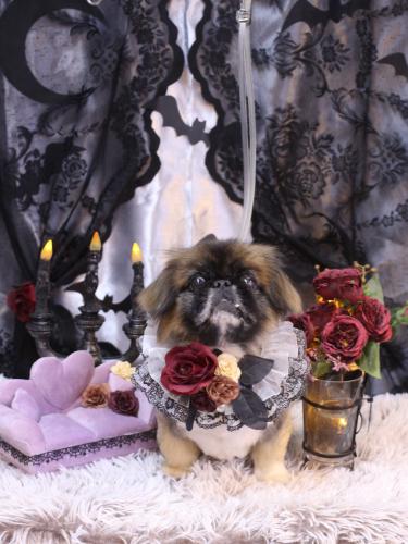 20231022スピカくん